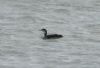 Great Northern Diver at Gunners Park (Steve Arlow) (96958 bytes)